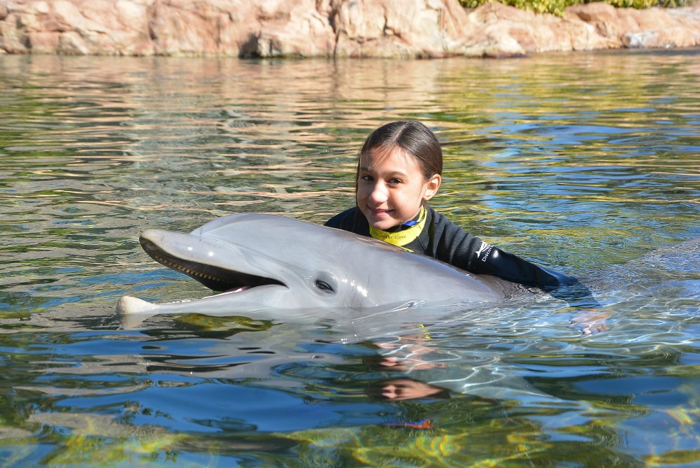 Discovery Cove Florida is an all-inclusive day resort with many animal encounter experiences like snorkeling, a bird aviary and swimming with dolphins.
