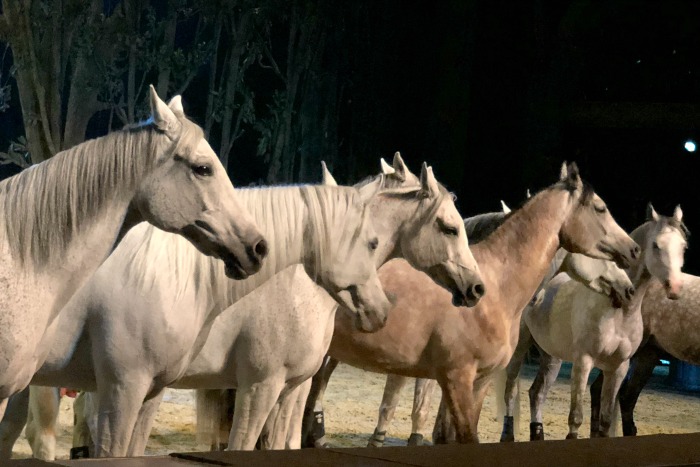 The Cavalia Odysseo Arizona Horse Show Arabians are stunning.