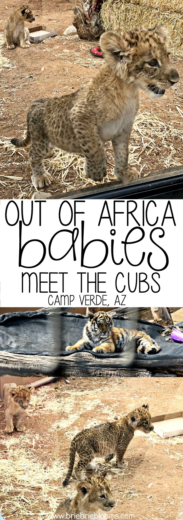 Visit Out of Africa Wildpark in Camp Verde, Arizona and meet their new babies. A rescued orphan cougar cub, Bengal tiger cub and three lion cubs are adorable!