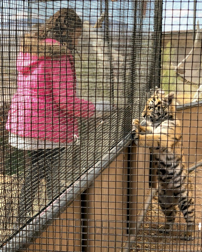 Meet Sunrise, the four month old Bengal tiger cub at Out of Africa Wildlife Park in Camp Verde, Arizona, is so curious and playful.