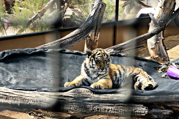 Meet Sunrise, the four month old Bengal tiger cub, at Out of Africa Wildlife Park in Camp Verde, Arizona.