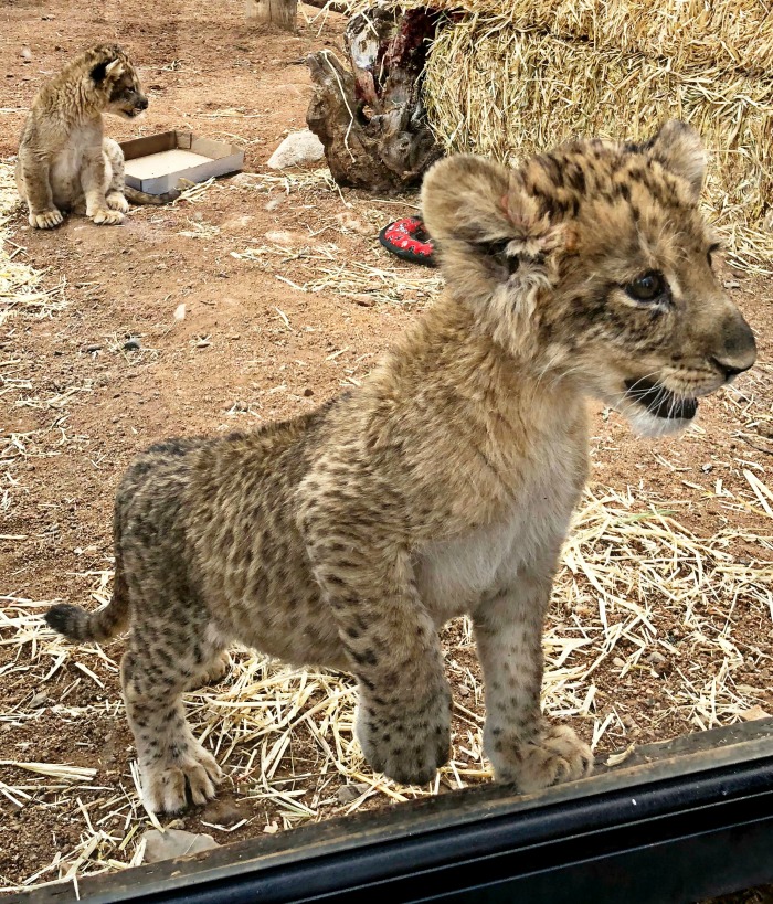 The lion cubs at Out of Africa Wildlife Park in Camp Verde, Arizona are the cutest!