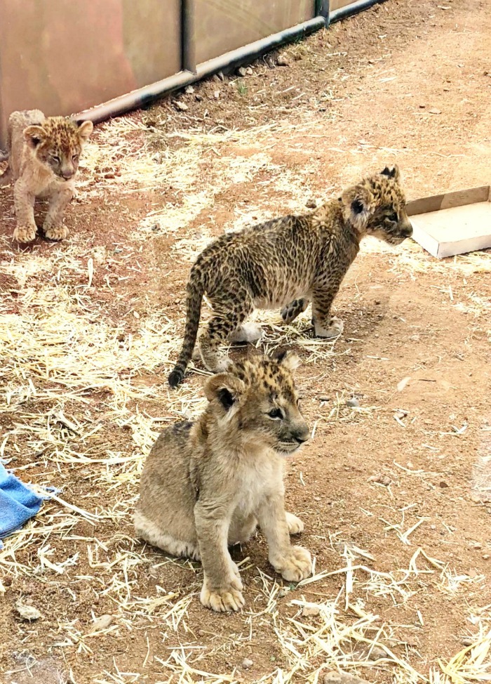 Meet 9 week old lion cubs Kitanga, Ajabu and Jabari at Out of Africa Wildlife Park in Camp Verde, Arizona.