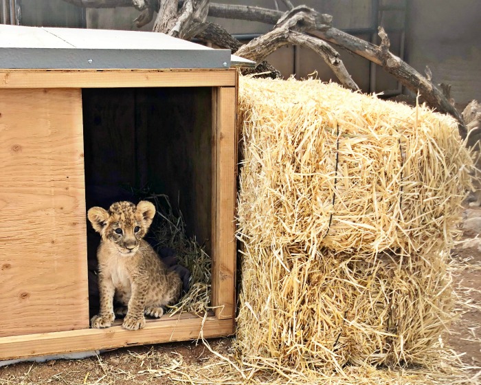 Visit the new lion cubs at Out of Africa Wildlife Park in Camp Verde, Arizona.