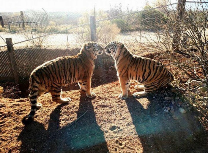 Visit Zarah and Katar, 10 months old tigers, at Out of Africa Wildlife Park in Camp Verde, Arizona.