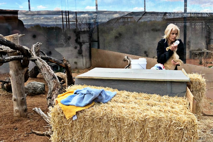 Bottle feeding baby lions at Out of Africa Wildlife Park in Camp Verde, Arizona is the best job ever!