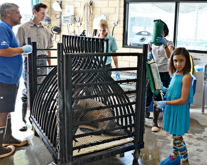 Gabriella, a Phoenix based kid blogger and the SeaWorld kid blogger, assisted in rescuing an injured sea lion from the beach.