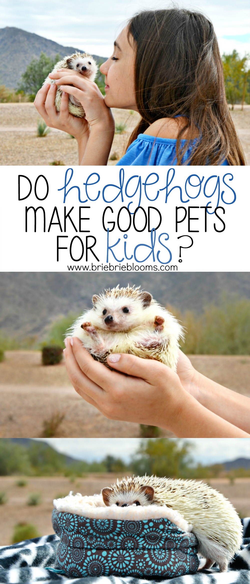 Do hedgehogs make good pets for kids? Every pet and owner relationship has it's pros and cons. Read what we've learned by our child having a pet hedgehog.