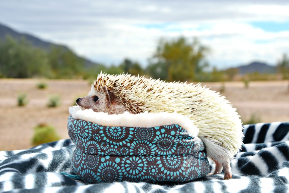 Skittles the hedgehog has quite the personality and has shown us hedgehogs make great pets for kids.