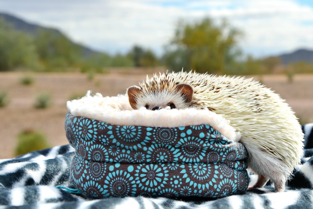 Read this to help decide if hedgehogs make good pets for kids.