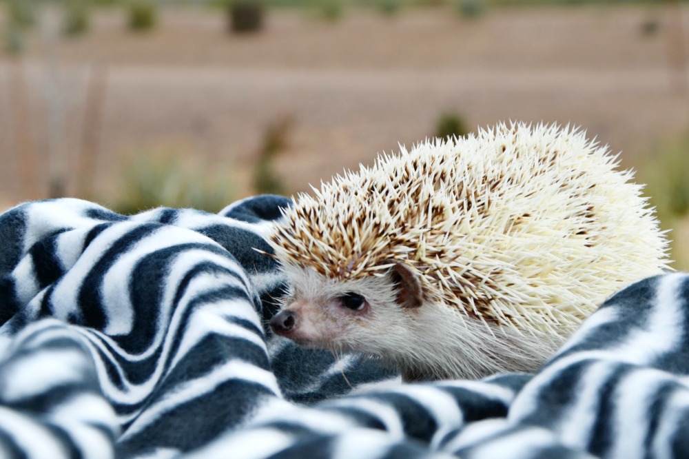 Do hedgehogs make good pets for kids? We vote yes based on our experience with Skittles the hedgehog.