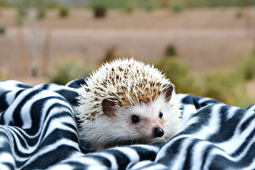 Skittles the hedgehog has shown us hedgehogs make good pets for kids.