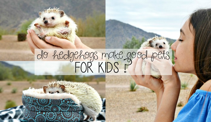 hedgehog pets kids