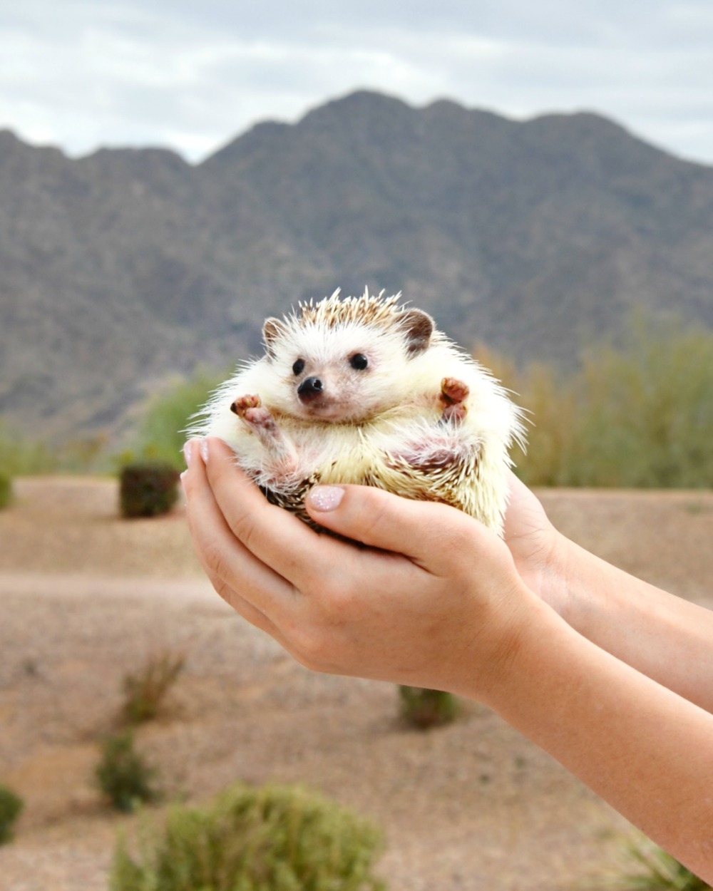 Skittles the hedgehog is funny and playful hedgehog living in Arizona with her nine year old owner.