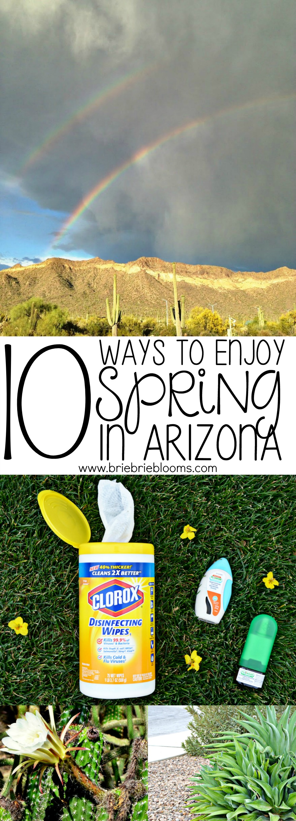 My favorite spring in Arizona activities include everything outside for a view of the gorgeous saguaros and blooming cacti. 