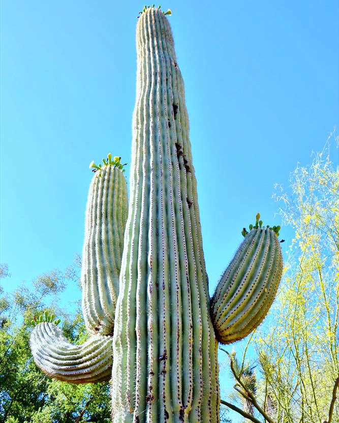 My favorite ways to enjoy spring in Arizona include seeing the gorgeous saguaros and their pretty spring blooms while out on evening walks.