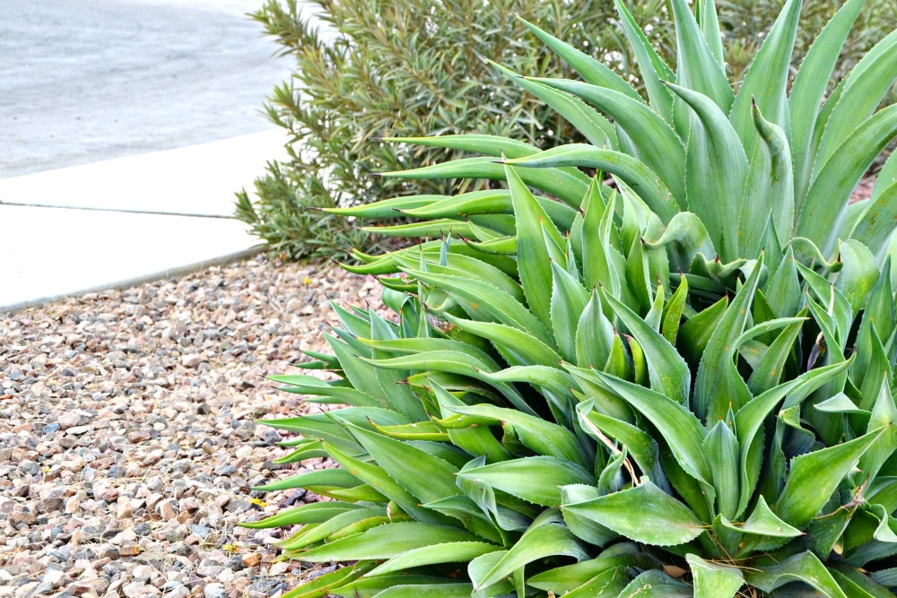 My favorite ways to enjoy spring in Arizona include exploring the neighborhood plants and cacti.