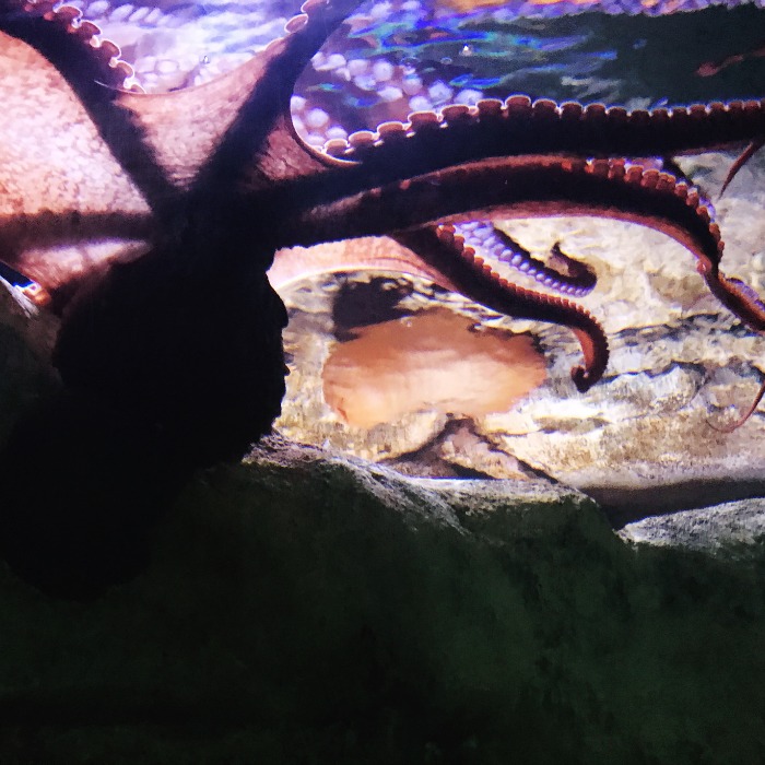 Enter to win the Odysea Aquarium ticket giveaway then visit the octopus!