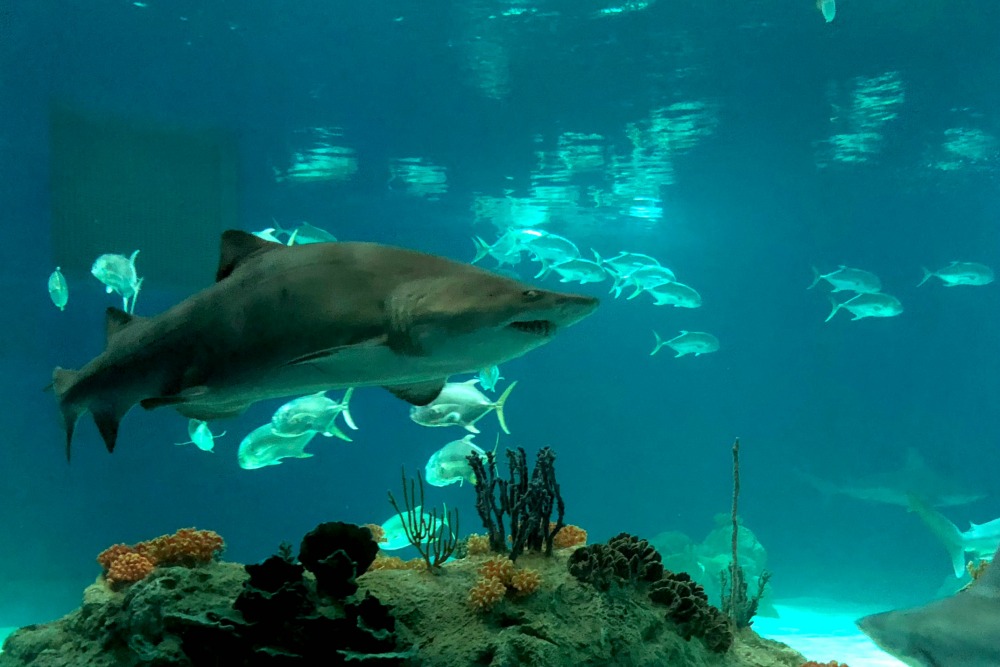 Enter to win the Odysea Aquarium ticket giveaway then visit the sharks!
