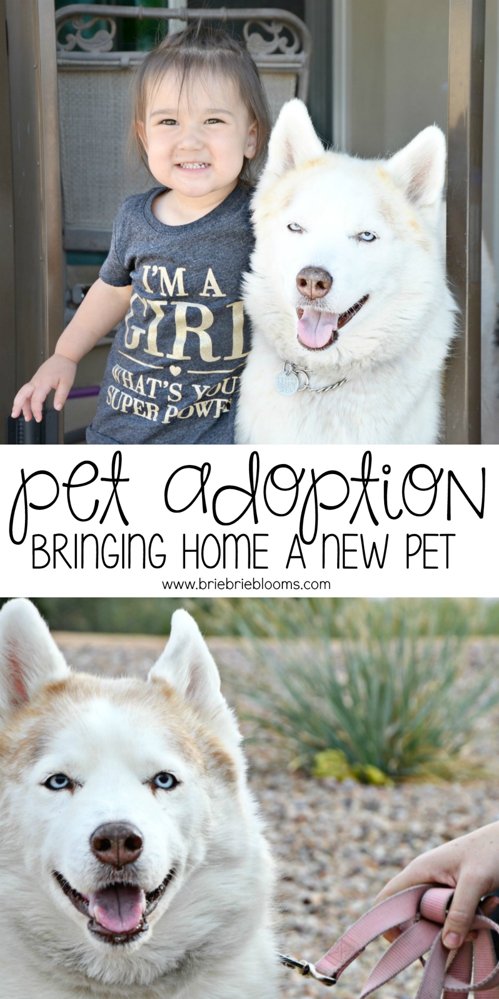Pet adoption is an excellent way to add a pet to your family. Check out these tips for bringing home a new pet.