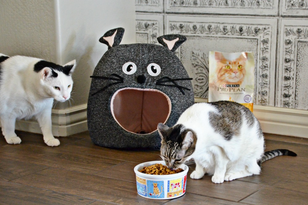 Often times multiple cats should have their own meal time areas so they are comfortable while eating.