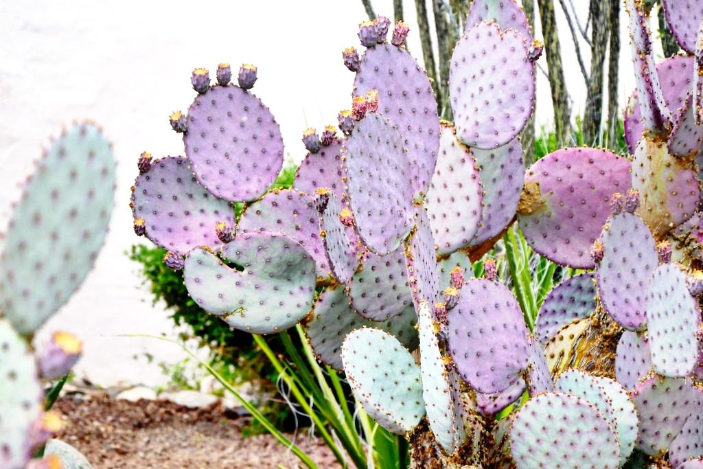 Purple prickly pear cactus in Arizona is gorgeous.