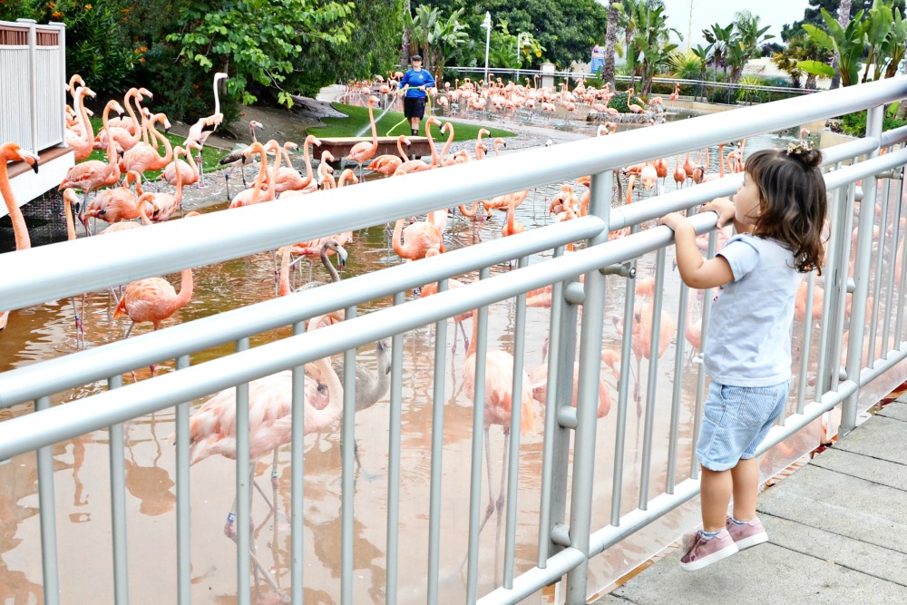 The SeaWorld San Diego flamingos are her favorite!