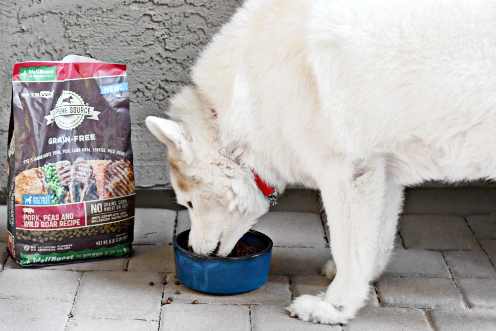 This senior dog gets bored with her daily food and wants to try new things often. This shortlist of senior dog care tips is helpful and with just a few additions to your daily routine, your senior dog can continue living their best life.