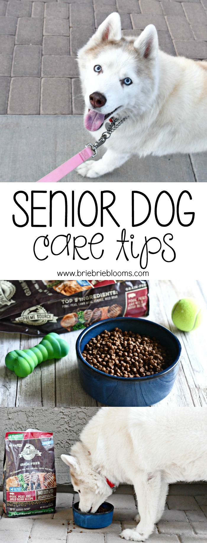 This shortlist of senior dog care tips is helpful and with just a few additions to your daily routine, your senior dog can continue living their best life.