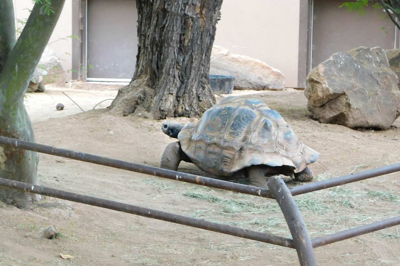 What to Expect at Cruise the Zoo | Phoenix Zoo 2020 - Brie Brie Blooms