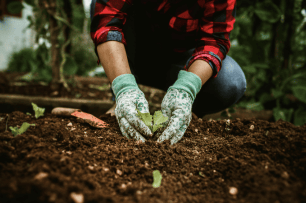Person with Gloves Planting Plant in Soil